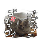 Merry＆Honeyスタンプ①猫 サイベリアン（個別スタンプ：32）