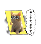 Merry＆Honeyスタンプ①猫 サイベリアン（個別スタンプ：37）