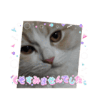 Merry＆Honeyスタンプ①猫 サイベリアン（個別スタンプ：38）