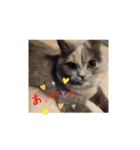 Merry＆Honeyスタンプ①猫 サイベリアン（個別スタンプ：39）