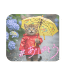 ちび猫ズ！（個別スタンプ：3）