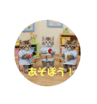 ちび猫ズ！（個別スタンプ：5）