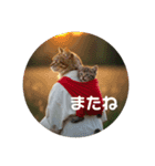 ちび猫ズ！（個別スタンプ：8）