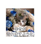 花束スタンプお祝い感謝♡猫ちゃん（個別スタンプ：18）
