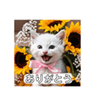 花束スタンプお祝い感謝♡猫ちゃん（個別スタンプ：26）