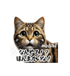 讃岐弁を話す猫・イサム（個別スタンプ：18）