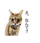 テンちゃんと。（個別スタンプ：1）