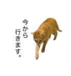 テンちゃんと。（個別スタンプ：5）