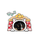 ごろはくらん（個別スタンプ：13）