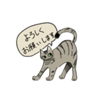 律儀なキジトラ猫（文字あり）（個別スタンプ：1）