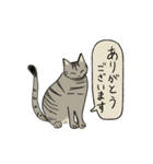 律儀なキジトラ猫（文字あり）（個別スタンプ：2）