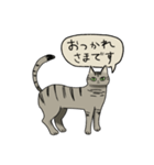 律儀なキジトラ猫（文字あり）（個別スタンプ：5）