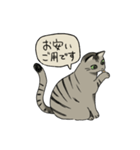 律儀なキジトラ猫（文字あり）（個別スタンプ：8）