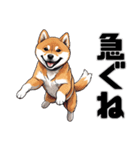 柴犬の日常挨拶スタンプ（個別スタンプ：6）