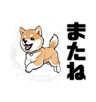 柴犬の日常挨拶スタンプ（個別スタンプ：7）