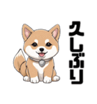 柴犬の日常挨拶スタンプ（個別スタンプ：13）