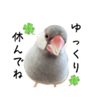 文鳥のふくむぎ3（個別スタンプ：1）