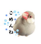 文鳥のふくむぎ3（個別スタンプ：3）