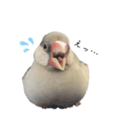 文鳥のふくむぎ3（個別スタンプ：5）