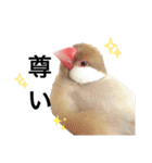文鳥のふくむぎ3（個別スタンプ：6）