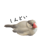 文鳥のふくむぎ3（個別スタンプ：7）