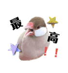文鳥のふくむぎ3（個別スタンプ：8）