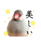 文鳥のふくむぎ3（個別スタンプ：9）