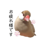 文鳥のふくむぎ3（個別スタンプ：10）