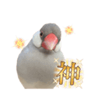 文鳥のふくむぎ3（個別スタンプ：11）