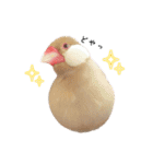文鳥のふくむぎ3（個別スタンプ：12）