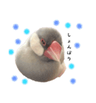文鳥のふくむぎ3（個別スタンプ：13）