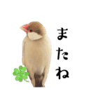文鳥のふくむぎ3（個別スタンプ：14）