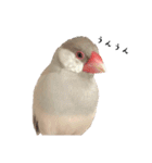 文鳥のふくむぎ3（個別スタンプ：15）