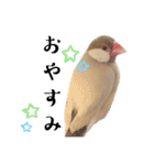 文鳥のふくむぎ3（個別スタンプ：16）