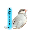 文鳥のふくむぎ3（個別スタンプ：17）