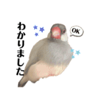文鳥のふくむぎ3（個別スタンプ：19）