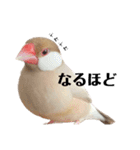 文鳥のふくむぎ3（個別スタンプ：20）