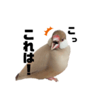 文鳥のふくむぎ3（個別スタンプ：22）