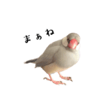 文鳥のふくむぎ3（個別スタンプ：23）