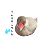文鳥のふくむぎ3（個別スタンプ：24）