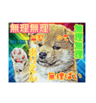 言いまくる犬✌️（個別スタンプ：1）
