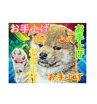 言いまくる犬✌️（個別スタンプ：2）