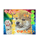 言いまくる犬✌️（個別スタンプ：3）