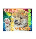 言いまくる犬✌️（個別スタンプ：4）