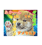 言いまくる犬✌️（個別スタンプ：5）