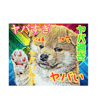 言いまくる犬✌️（個別スタンプ：7）