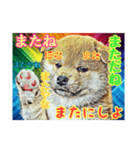 言いまくる犬✌️（個別スタンプ：8）
