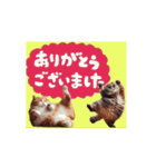 [動く]サンキュー専用 猫1（個別スタンプ：12）