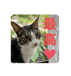 猫1号＆猫2号（個別スタンプ：3）