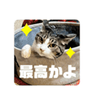 猫1号＆猫2号（個別スタンプ：5）